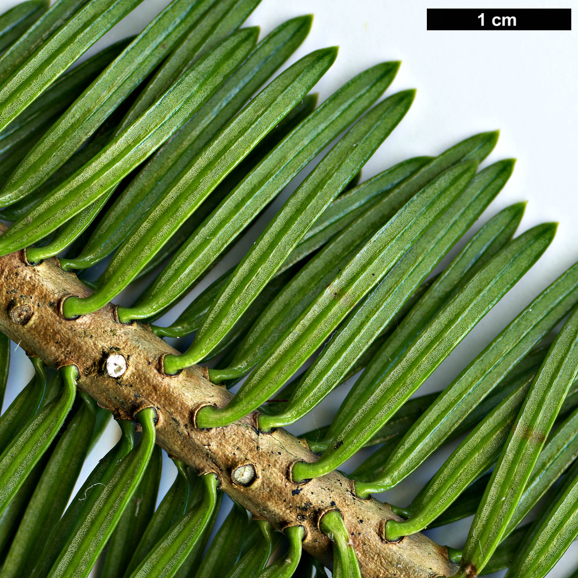 High resolution image: Family: Pinaceae - Genus: Abies - Taxon: chensiensis - SpeciesSub: subsp. yulongxueshanensis